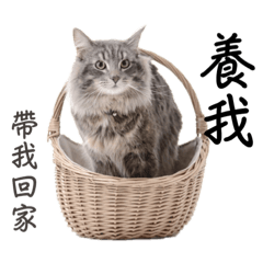 Mori - 挪威森林貓在日本