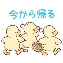 Three chick brothers -Family use-