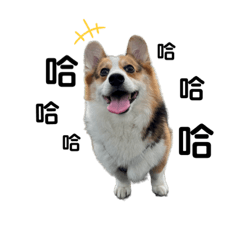 米血 is Corgi (Part1)