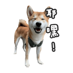 Shiba Miso