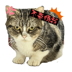 愛撒嬌的小尢咕