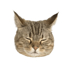 momoko_20230512175038