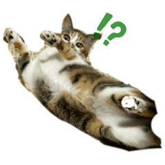 sakura_20230512215129