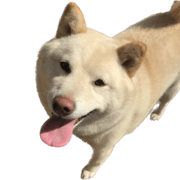 yokuyounonaiinu4
