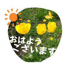 Lily_20230512201518