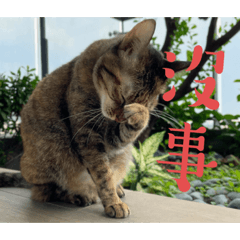 皮丹布布一家_初登場