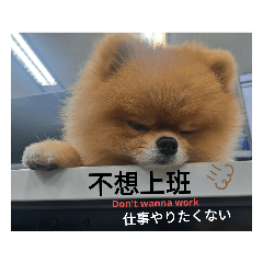 Misanthrope Bawan Pomeranian