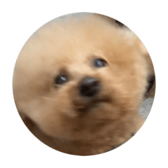 嘟比跟阿肥