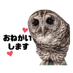 Fuku-chan the Chaco Owl