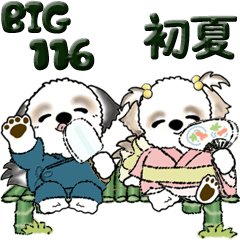 [Big] Shih Tzu dog 116 (early summer)