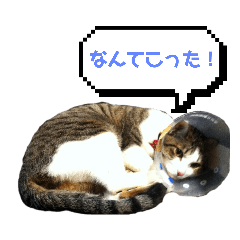 猫スタンプ はる君1