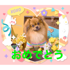 ポメペキ空依(そらい)2