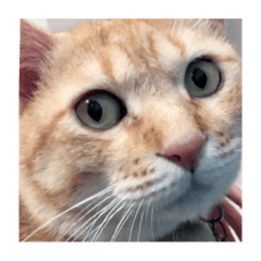 陳小橘的日常生活3