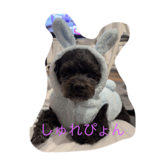 sakura_20230513203255