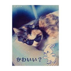 かわちいいいいいいいいいい