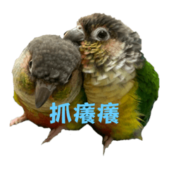 發財Parrot 2.0