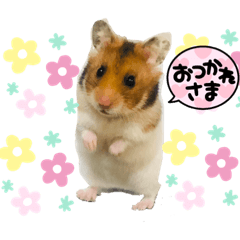 very very cute golden hamster