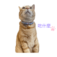 陳小橘的日常生活