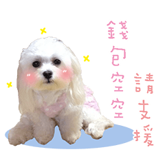 Bao Bao -Cute dog