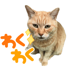 tamachan202305