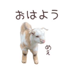 Sanae_20230514173222