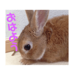 Maru the rabbit