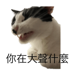 Tseng meow meow 1.0