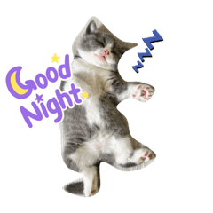 Cats funny_20230515211421