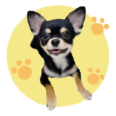 Chihuahua Cocoa-chan sticker