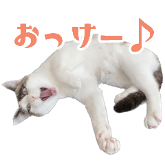 cat ao-kun Stickers2