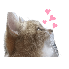 Uzura is cat