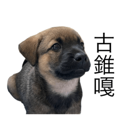 Taiwan dog Vol.1 : The cute black mouth