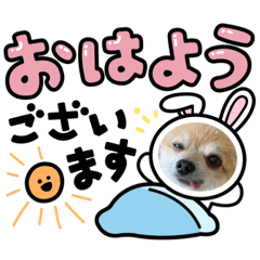 ポメ×ペキニーズ