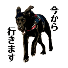 shiho_20230516181402