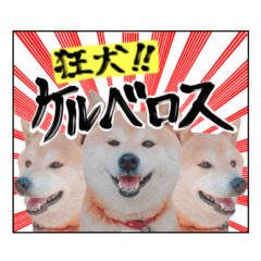 Japanese dog MAMESHIBA