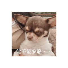 米樂的表情包！