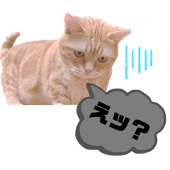 omochi_20230518102914