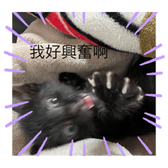 貓貓ㄉ日常生活