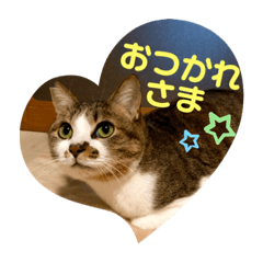 保護猫カフェらっくら家①