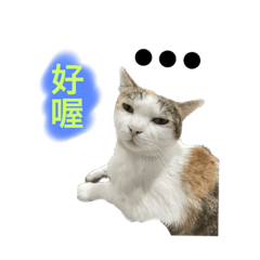 喵星人也是家人