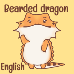 Bearded dragon everyday (English)