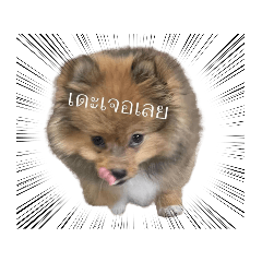 ยูโรพันธ์ดุ