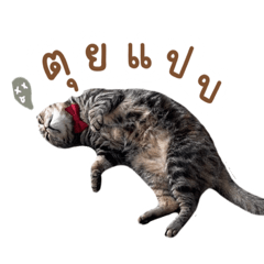Manee is a cat