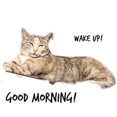 Q萌動物大集合-超實用貼圖-鎔翼