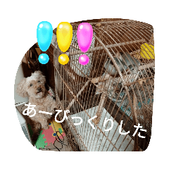 miyoko_20230518225332
