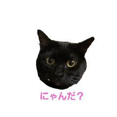 黒猫naoちゃんのスタンプ