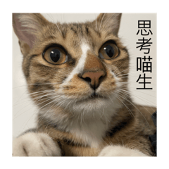 貓貓ㄉ日常生活2