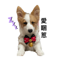 皮皮的皮皮的日常1