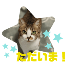 保護猫カフェらっくら家②