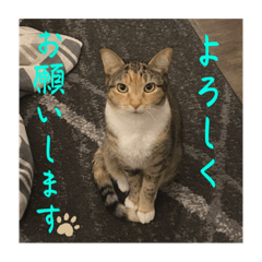 Cat Photo Stickers for Business Japanese